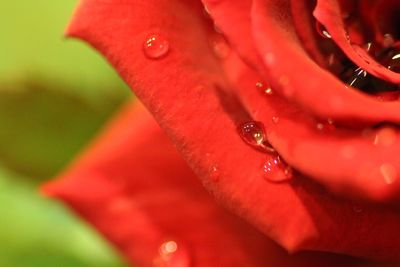 Close-up of water drops on red flower