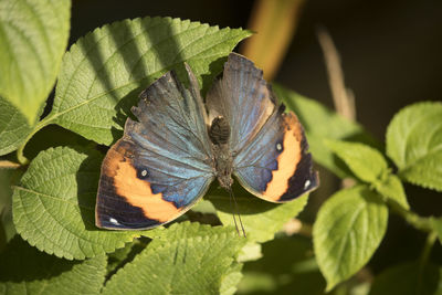 Close-up of butterfly on leaves