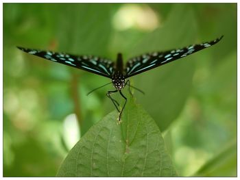 Close-up of insect on leaf