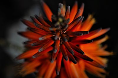 Close-up of orange flower