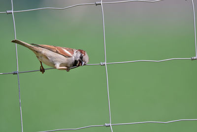 Low angle view of bird perching on cable