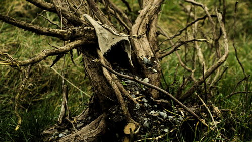 Close-up of tree roots in forest