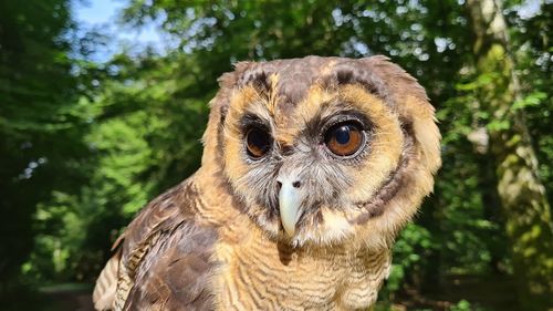 Close-up of a owl