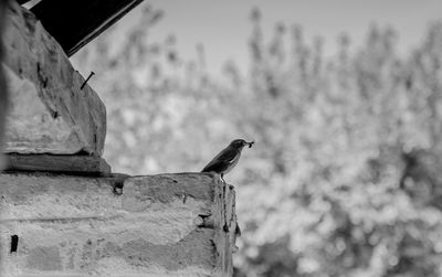 Bird perching on wall against sky