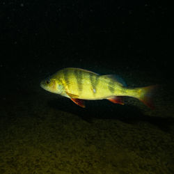 Fish swimming in sea