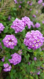 Close-up of flowers blooming outdoors