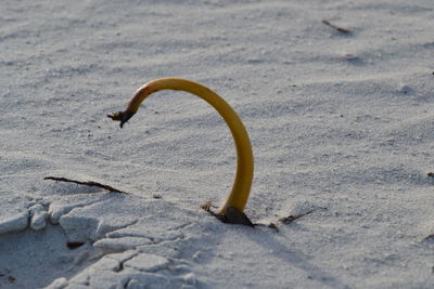Close-up of lizard