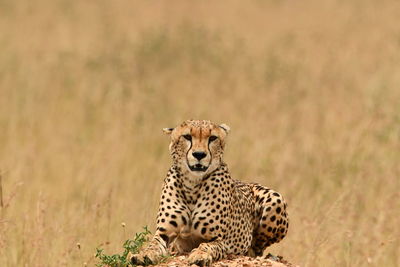 Portrait of a cheetah 