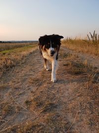 Dog walking on field