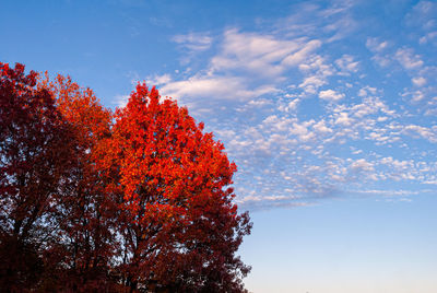 Low angle view of flowering plant against sky during autumn