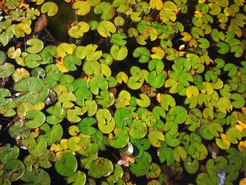 High angle view of water lily leaves floating on pond