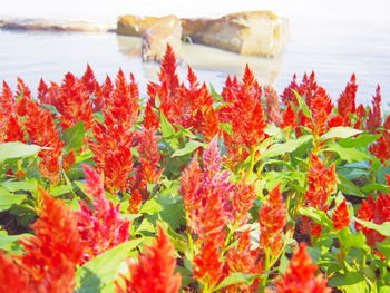 Close-up of red flowering plant by sea