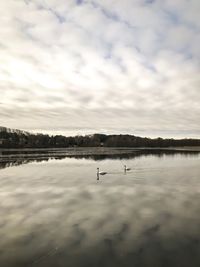 View of birds in lake against cloudy sky