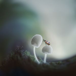 Close-up of ladybug on mushrooms