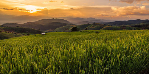 Scenic view of field against sky during sunset