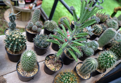 High angle view of succulent plants