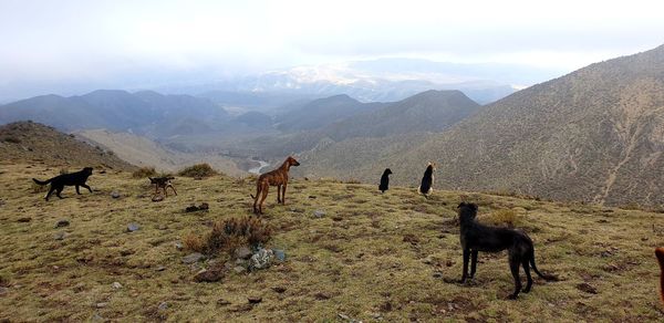 View of animals watching the andes mountain range