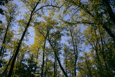 Low angle view of trees in forest against sky