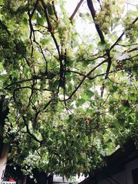 Low angle view of flower tree