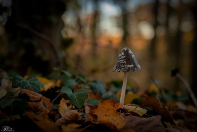 Close-up of mushroom growing on land