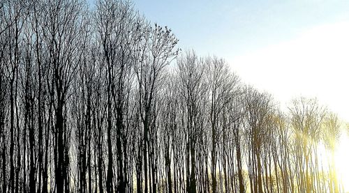 Low angle view of bare trees against clear sky