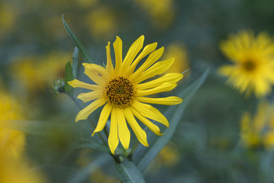 Close-up of yellow flowering plant on field