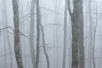 Trees on landscape