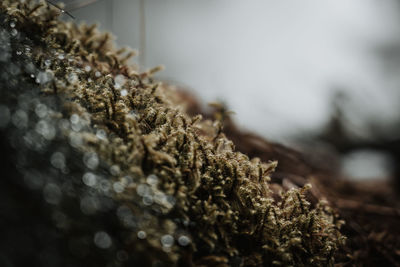 Close-up of moss growing on tree trunk