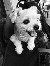 Portrait of dog sitting on chair