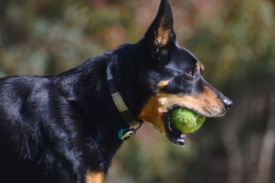 Close-up of dog looking away