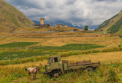 View of sheep on landscape against sky