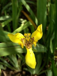 Close-up of yellow flower