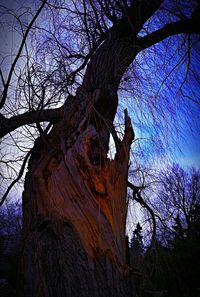 Low angle view of bird perching on bare tree against sky