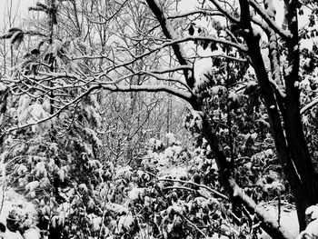 Close-up of bare tree in winter