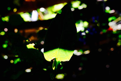 Close-up of light bulb