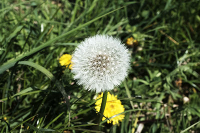 Close-up of dandelion flower