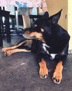 Close-up of dog sitting