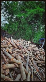 Stack of logs in forest