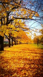 Autumn trees on field