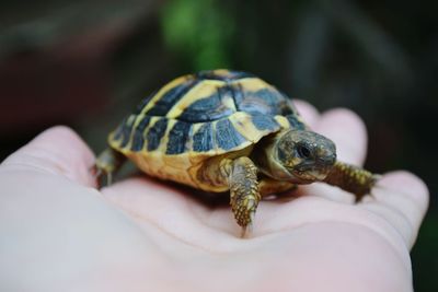 Cropped hand holding turtle