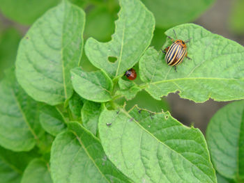 plant part
