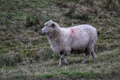 Sheep on field