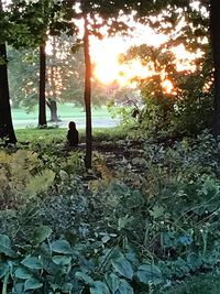 Man and plants on land against sky during sunset