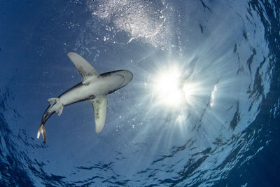 Oceanic white tip shark against the sun light at cat island bahamas