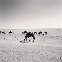 People riding horses on sand at beach against clear sky