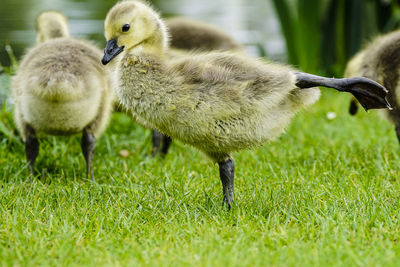 Close-up of young bird on grass