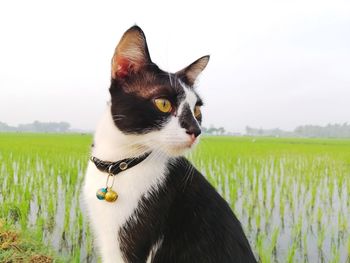 Dog looking at camera on field against sky