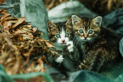 Portrait of kittens