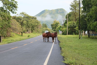 Horses on road amidst trees against sky