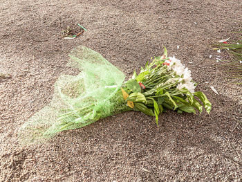 High angle view of plant growing on field